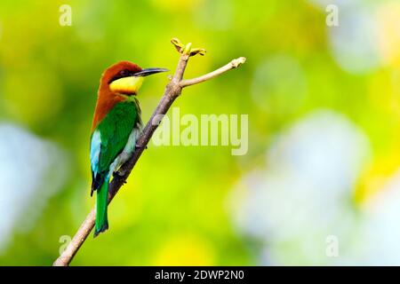 Bild des Vogels auf dem Ast auf natürlichem Hintergrund. Wilde Tiere. Bienenfresser mit Kastanienkopf (Merops leschenaulti) Stockfoto