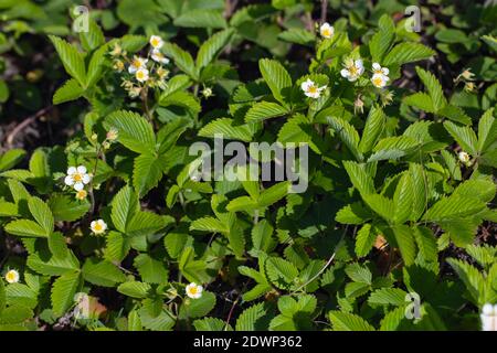 Erdbeeren, Lichtung von blühenden Walderdbeeren. Draufsicht Stockfoto