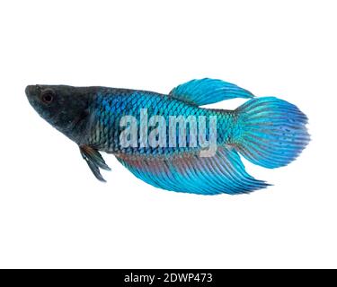 Bild eines kämpfenden Fisches auf weißem Hintergrund. (Betta splendens) Stockfoto