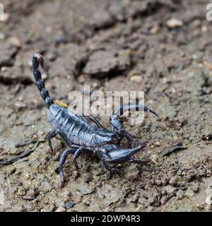 Bild des Skorpions auf dem Boden. Tiere. Insekt. Stockfoto