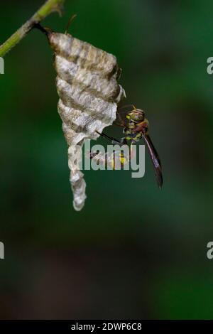 Bild einer kleinen braunen Papierwespe (Ropalidia revolutionalis) und Wespennest auf Naturhintergrund. Insektentier Stockfoto