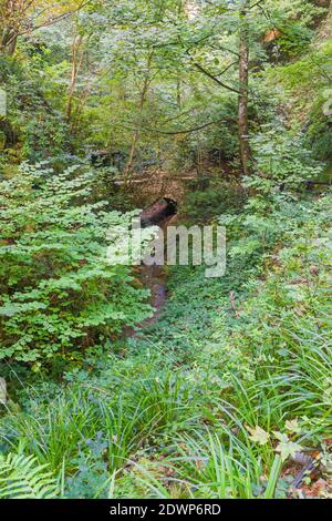 Fußgängerbrücke über einen Bach in der Chine Gorge Shanklin Isle of Wight UK. Oktober 2020 Stockfoto