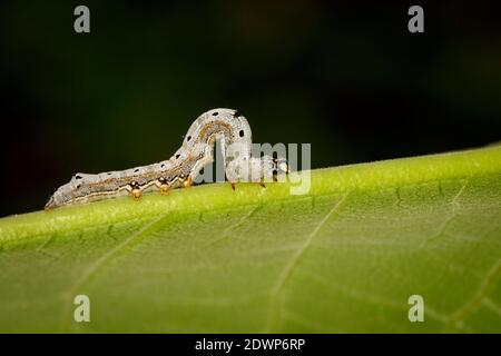 Bild von Worms (Raupen) auf grünem Blatt. Insekt. Tier. Stockfoto