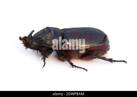 Bild von Kokos-Nashornkäfer, Indischer Nashornkäfer, Asiatischer Nashornkäfer auf weißem Hintergrund. Insekt. Tier. Stockfoto