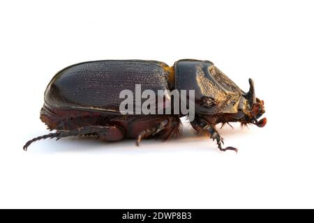 Bild von Kokos-Nashornkäfer, Indischer Nashornkäfer, Asiatischer Nashornkäfer auf weißem Hintergrund. Insekt. Tier. Stockfoto