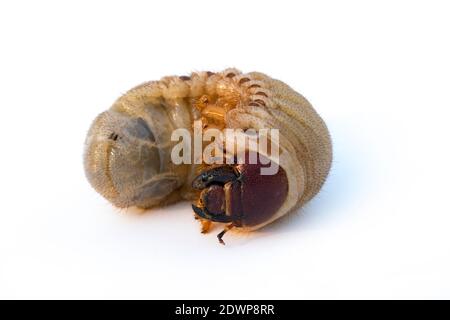 Bild von Würmern, Kokos-Nashornkäfer (Oryctes Nashorn), Larve auf weißem Hintergrund. Stockfoto