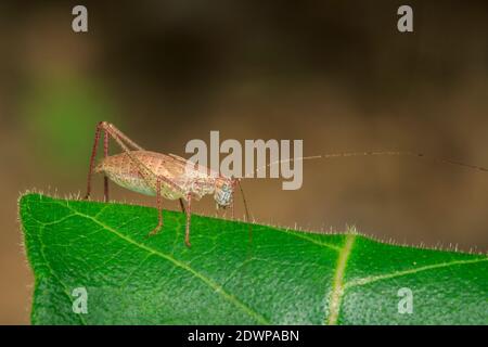 Bild einer langhornten Grasshopper auf grünen Blättern. Insektentier. Stockfoto