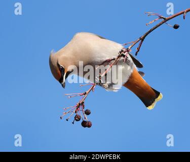 Ein böhmischer Wachsflügel, Bombycilla garrulus, mit sichtbarem rufous Unterschwanz, der auf einem Baumzweig eines Krabbenpfels in Frucht herabschaut Stockfoto