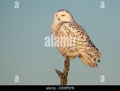 Eine weibliche Schneeeule, Bubo scandiacus, auf einem einzigen Zweig gegen blauen Himmel thront Blick auf Horizont, Seitenweg Blick. Stockfoto