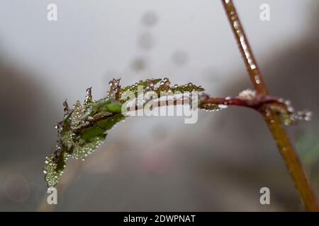 Nebeltau auf den Blättern von grünen Pflanzen mit gelben Blüten. Wassertropfen auf grünen Blättern in Madrid. Horizontale Fotografie. Stockfoto