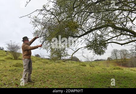 Mann bei der Mistelernte in Shropshire, England, Großbritannien Stockfoto