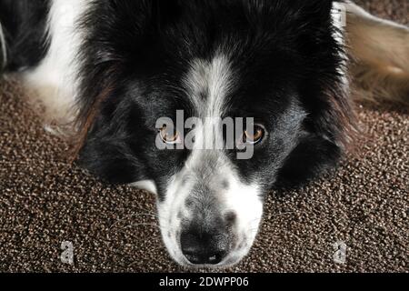 Border Collie Hund auf Teppichboden Stockfoto