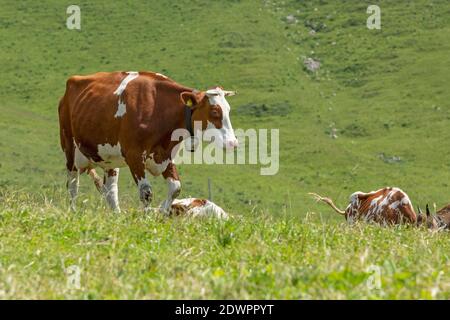 Ah, Fleckvieh auf einer Alpe im Bregenzerwald, Vorarlberg, Österreich Stockfoto