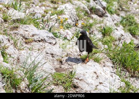 Alpendohle Pyrrhocorax graculus Stockfoto
