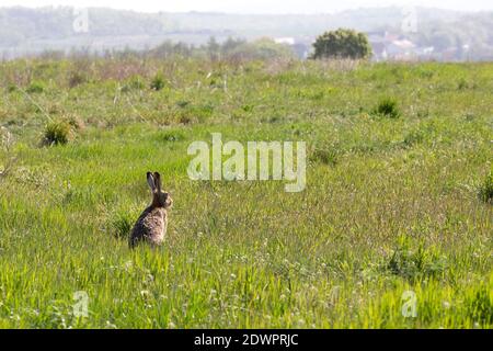 Feldhase, Lepus europaeus Stockfoto