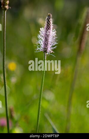 Mittlerer Wegerich, Plantago media Stockfoto