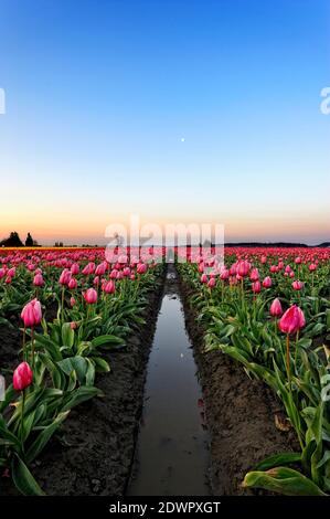 Am frühen Morgen in den Tulpenfeldern am Skagit 2011 Valley Tulip Festival Stockfoto
