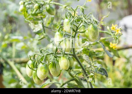 Es gibt viele grüne Kirschtomaten oder Lycopersicon esculentum auf dem Baum. Stockfoto