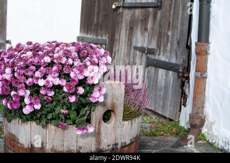 Florale Dekoration von einem Holzkorb mit Herbstblumen in Rosa und lila Farben Stockfoto