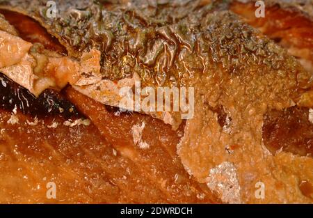 Nahaufnahme von frittiertem saba-Fisch oder Makrele mit sojasauce auf dem Teller Stockfoto