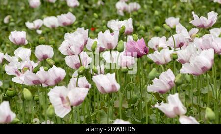 Graumohn, Mohnblüte im Waldviertel NÖ Stockfoto