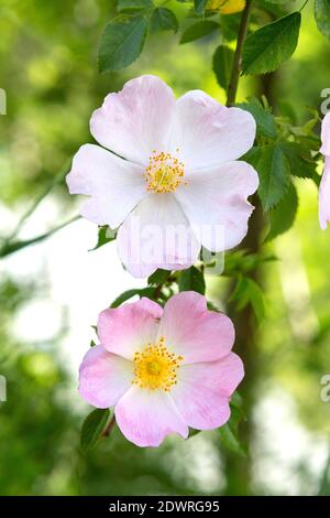 Hagebutte Blüten, Rosa canina Stockfoto