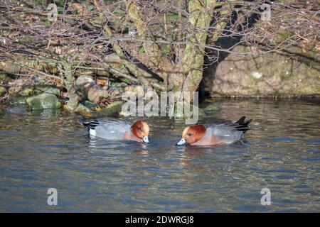 Ein Paar eurasische Wigeon (anas penelope) Auf einem See im Winter Stockfoto