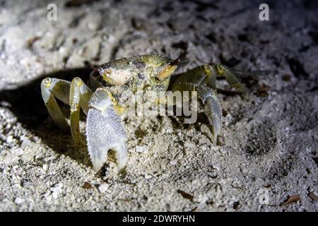 Gehörnte Geisterkrabbe (Ocypode ceratophthalma), die nachts am Sandstrand steht, Malediven, Nahaufnahme. Stockfoto