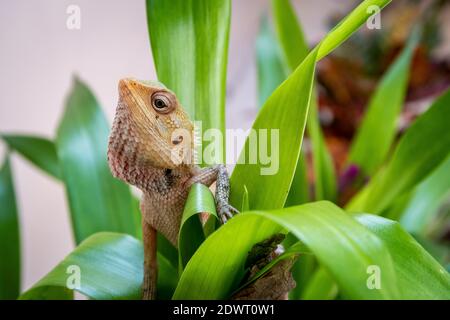 Die orientalische Garteneidechse, die östliche Garteneidechse, die Blutsauger oder die wandelbare Eidechse (Caloes versicolor) sitzen zwischen leuchtend grünen tropischen Blättern Stockfoto