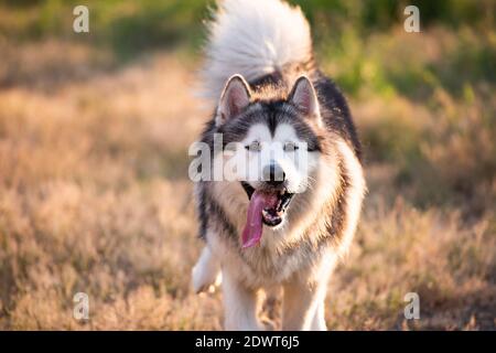 Alaskan Malamute läuft auf einem Feld Stockfoto