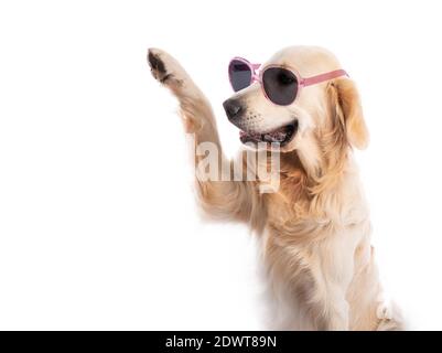 Golden Retriever Hund trägt Sonnenbrille in rosa Rahmen mit angehoben Paw isoliert auf weißem Hintergrund Stockfoto