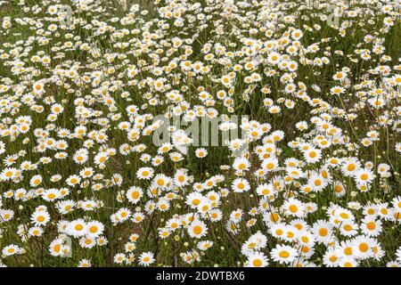 Margeriten, Leucanthemum vulgare Stockfoto