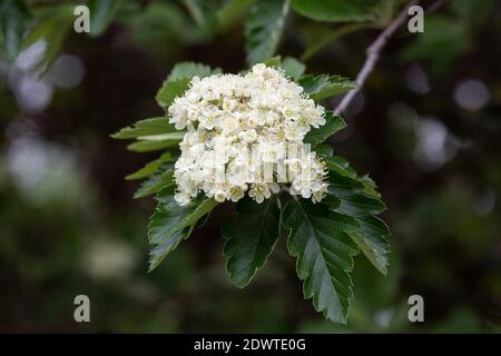 Elsbeeren, Sorbus torminalis, Blüten Stockfoto