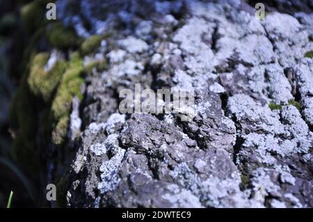 Grünes Moos auf Stein und Baumrinde. Hochwertige Fotos Stockfoto