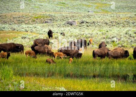 Büffelherde an einem Wasserloch im Lamar Valley, Yellowstone National Park. Stockfoto