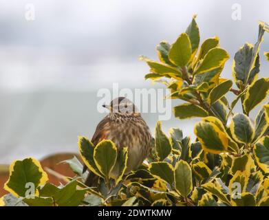 Turdus iliacus, Rotflügel, Soor Familie. Britische Wanderröte sitzt in einem Stechbusch während einer Kältewelle in Großbritannien. Stockfoto