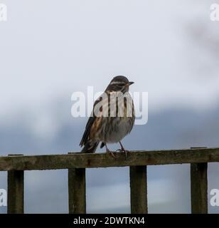 UK Turdus iliacus im Winter auf Spalierzaun. Redwing steht im Winter in Großbritannien auf einem Holzzaun. Stockfoto