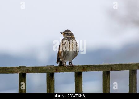 Turdus iliacus, ein Winter Rotflügel auf einem hölzernen Spalier Zaun an verschneiten Wintertag thront Stockfoto