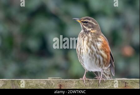 Turdus iliacus, ein besuchter Rotflügel, der während eines britischen Winters auf einem hölzernen Gartenrellis thront. Stockfoto