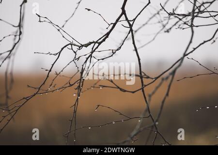 Tropfen glitzern auf einem Baumzweig im Herbst. Die Stimmung der Verzagtheit. Stockfoto