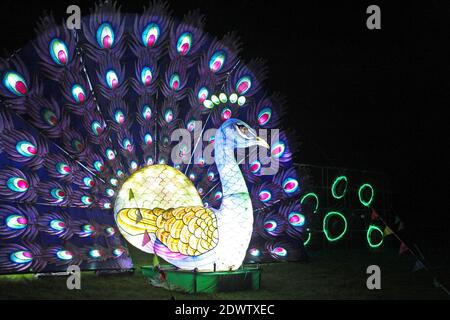 Beleuchtete riesige Pfau leuchten Laterne auf Lightopia Festival 2020 im Heaton Park, Manchester Stockfoto