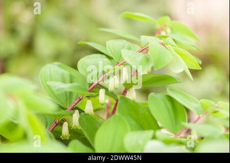 Polygonatum odoratum ‘Roter Schaft’, eckiges Salomonsiegel 'Roter Schaft', in Blüte Stockfoto