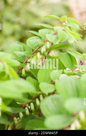 Polygonatum odoratum ‘Roter Schaft’, eckiges Salomonsiegel 'Roter Schaft', in Blüte Stockfoto