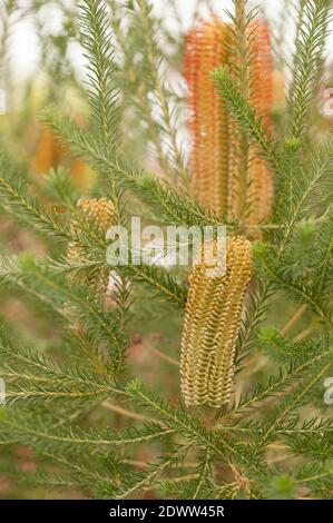 Banksia ericifolia, Heatblättrige Banksia, blühend Stockfoto