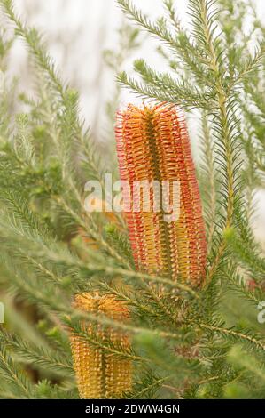 Banksia ericifolia, Heatblättrige Banksia, blühend Stockfoto