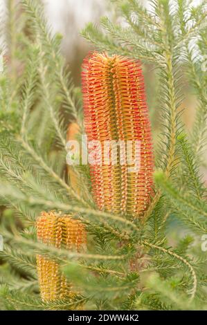 Banksia ericifolia, Heatblättrige Banksia, blühend Stockfoto