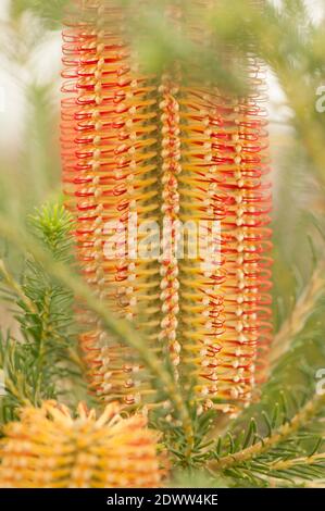 Banksia ericifolia, Heatblättrige Banksia, blühend Stockfoto