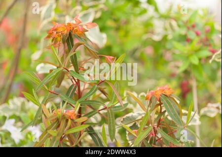 Euphorbia griffithii 'dixter', spurge 'dixter' Stockfoto