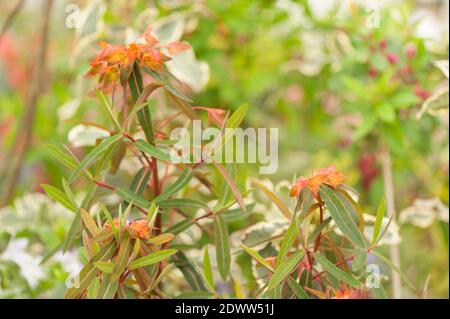 Euphorbia griffithii 'dixter', spurge 'dixter' Stockfoto