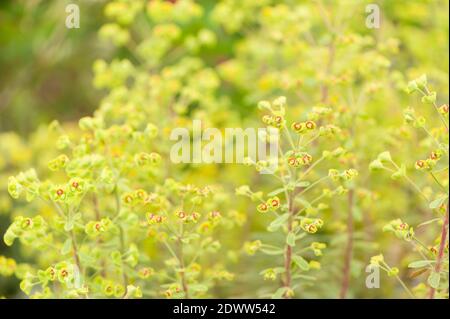 Euphorbia × martini 'Ascot Rainbow', Martins Spürchen 'Ascot Rainbow' Stockfoto